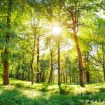 Image of a forest of trees with the sun streaming through.